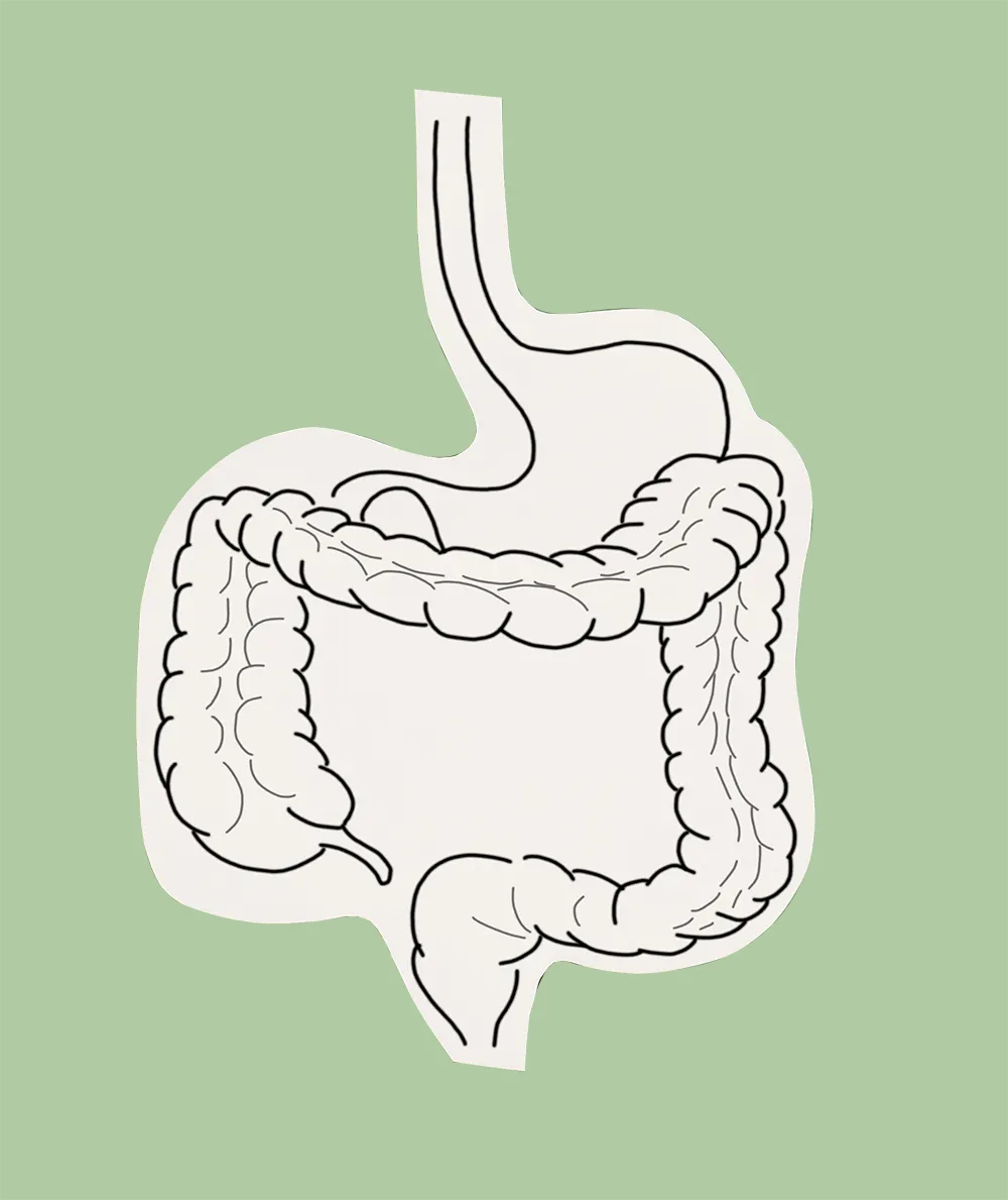 Colon Graphic